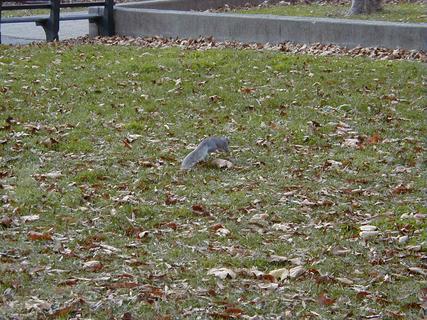 Squirrel making a run for it in Battery Park<br>Location: <a href="https://www.google.com/maps/search/?api=1&query=40.70406,-74.01551" target="_new">Battery Park</a>
